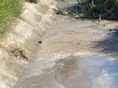 Conagua Identifica a Empresa Responsable de Descargas Irregulares en Canal de Riego de Gómez Palacio Descargas irregulares Gómez Palacio