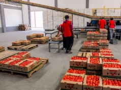 Jitomate por Debajo de 20 Pesos: Estrategia Nacional Beneficia a Familias Mexicanas Jitomate 20 pesos