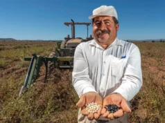 Impulso al Campo: Más de 18 Mil Productores Recibirán Semilla Certificada de Frijol semilla frijol productores