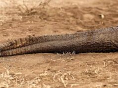 Misterio en Kenia: Investigan la Muerte de 18 Elefantes en Amboseli Muerte elefantes Kenia