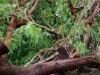 Lluvia y Vientos Derriban Árbol de Mezquite en Colonia Solidaridad, Hermosillo Árbol mezquite Hermosillo
