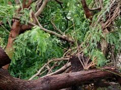 Lluvia y Vientos Derriban Árbol de Mezquite en Colonia Solidaridad, Hermosillo Árbol mezquite Hermosillo