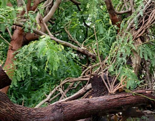 Lluvia y Vientos Derriban Árbol de Mezquite en Colonia Solidaridad, Hermosillo Árbol mezquite Hermosillo