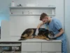 Más Allá de la Enfermedad: La Importancia del Cuidado Preventivo de Mascotas cuidado preventivo mascotas