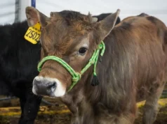 Feria Nacional de la Cultura Rural 2026: La Universidad Autónoma Chapingo Invita a Descubrir sus Esenciales Feria Nacional Cultura Rural